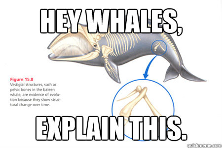 Hey whales, explain this.  - Hey whales, explain this.   Whales, Y U No Walk