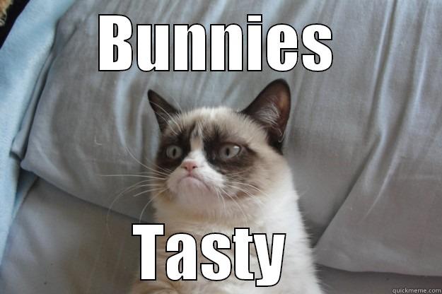 BUNNIES TASTY  Grumpy Cat