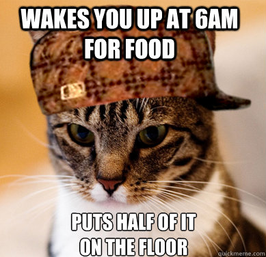 wakes you up at 6am for food  puts half of it on the floor - wakes you up at 6am for food  puts half of it on the floor  Scumbag Cat