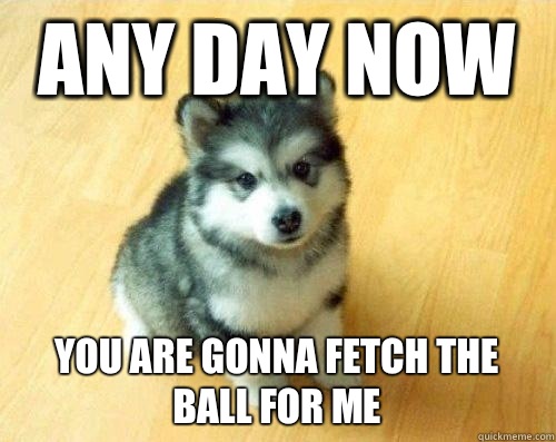 Any day now you are gonna fetch the ball for me  Baby Courage Wolf