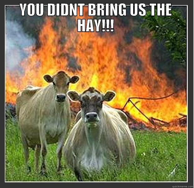 Evil Evil Cows - YOU DIDNT BRING US THE HAY!!!  Evil cows