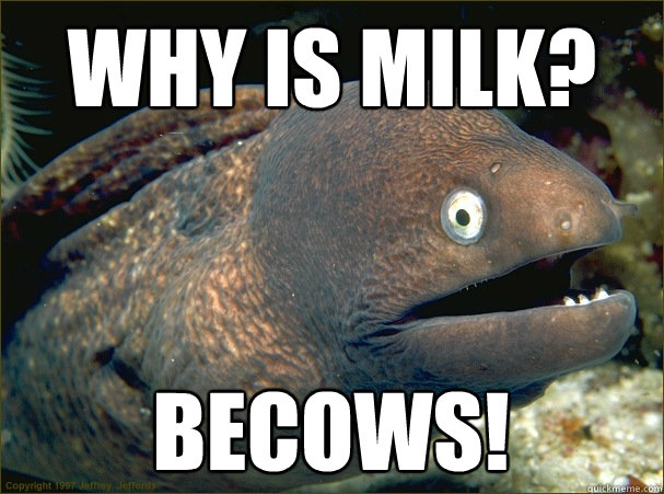 why is milk? becows! - why is milk? becows!  Bad Joke Eel