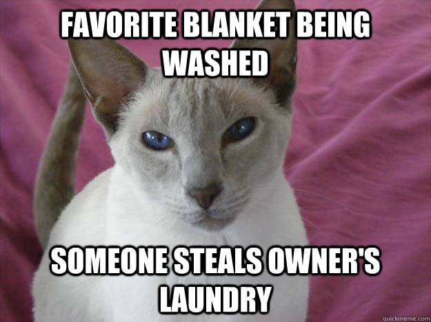 favorite blanket being washed Someone steals owner's laundry - favorite blanket being washed Someone steals owner's laundry  Disapproving Housecat