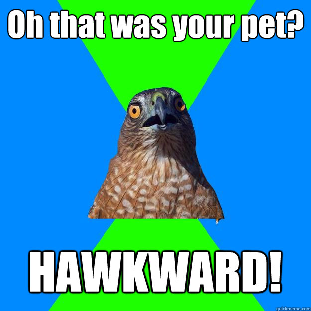 Oh that was your pet? HAWKWARD!  Hawkward