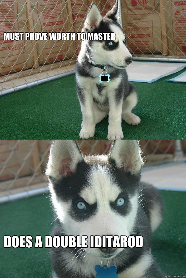 Must prove worth to master does a double Iditarod  Insanity puppy