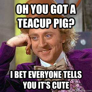 Oh you got a teacup pig? i bet everyone tells you it's cute  Condescending Wonka