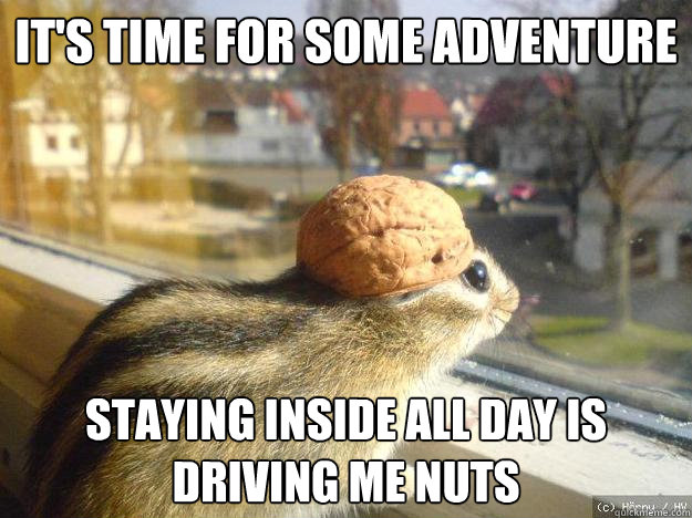 It's time for some adventure Staying inside all day is driving me nuts  Adventure Chipmunk