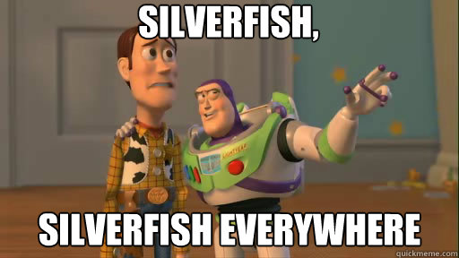 Silverfish, silverfish everywhere - Silverfish, silverfish everywhere  Everywhere