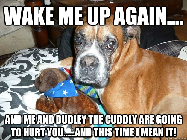 Wake me up again.... and me and Dudley the cuddly are going to hurt you......and this time I mean it! - Wake me up again.... and me and Dudley the cuddly are going to hurt you......and this time I mean it!  Oscar