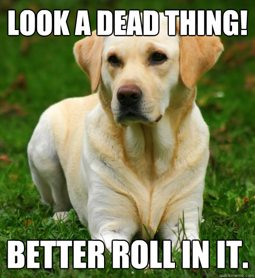 Look a dead thing! Better roll in it.  Dog Logic