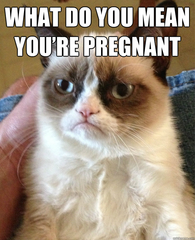 What do you mean you’re pregnant    Grumpy Cat