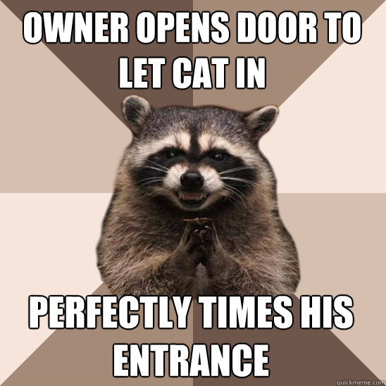 owner opens door to let cat in perfectly times his entrance - owner opens door to let cat in perfectly times his entrance  Evil Plotting Raccoon