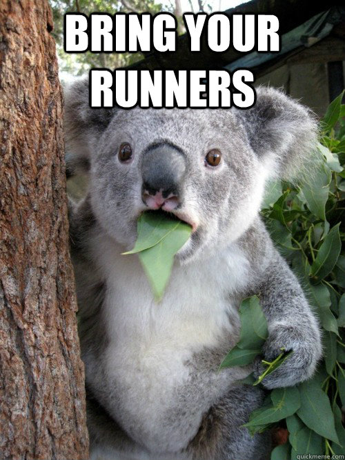 Bring your runners  - Bring your runners   koala bear