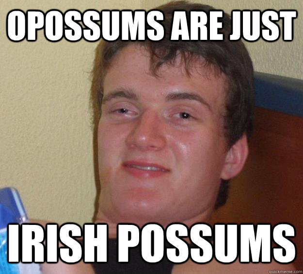 Opossums are just Irish possums  10 Guy