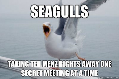 Seagulls taking teh menz rights away one secret meeting at a time - Seagulls taking teh menz rights away one secret meeting at a time  Seagull1