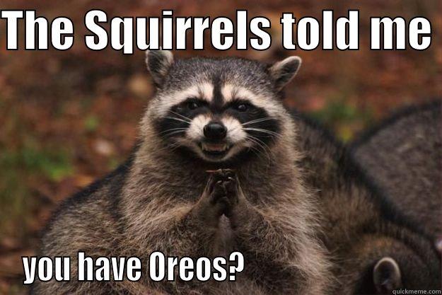 THE SQUIRRELS TOLD ME  YOU HAVE OREOS?                              Evil Plotting Raccoon