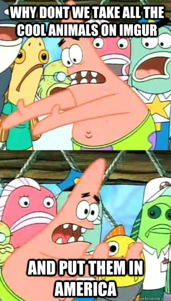 Why dont we take all the cool animals on imgur and put them in america  - Why dont we take all the cool animals on imgur and put them in america   Patrick Star