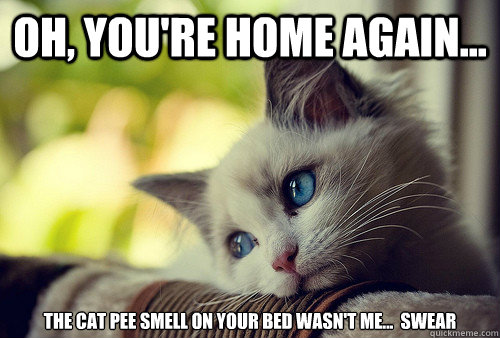 Oh, You're home again... The cat pee smell on your bed wasn't me...  swear
  First World Problems Cat