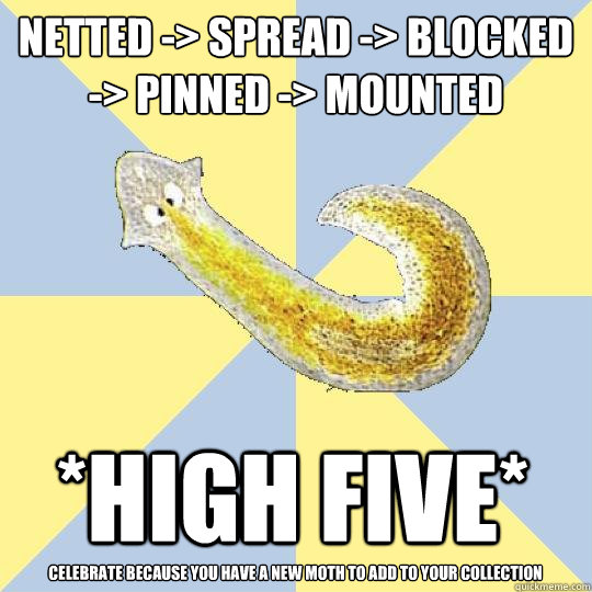 Netted -> Spread -> Blocked -> pinned -> mounted *high five* Celebrate because you have a new moth to add to your collection  Bio Major Planarian