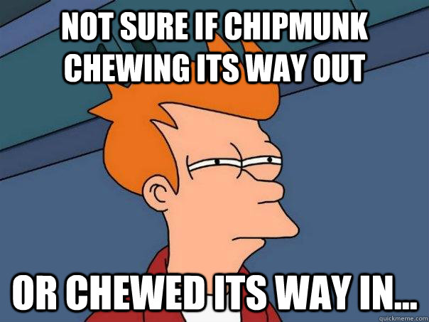 Not sure if chipmunk chewing its way out Or chewed its way in... - Not sure if chipmunk chewing its way out Or chewed its way in...  Futurama Fry