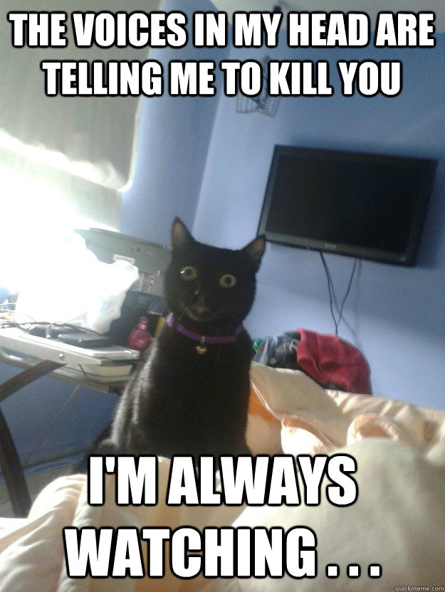 the voices in my head are telling me to kill you  i'm always watching . . . - the voices in my head are telling me to kill you  i'm always watching . . .  overly attached cat