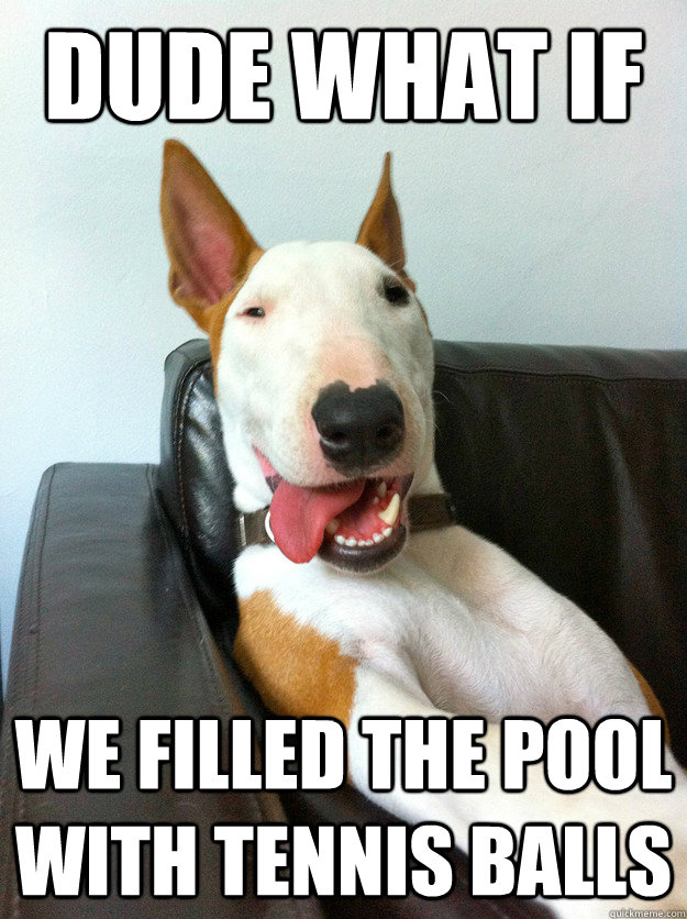 dude what if we filled the pool with tennis balls  10 Dog