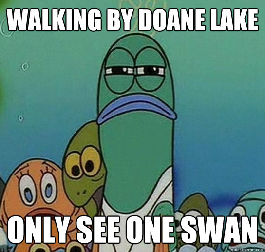 walking by doane lake only see one swan  Serious fish SpongeBob