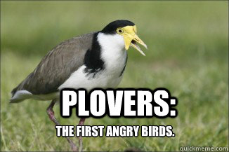 PLOVERS: The first angry birds. - PLOVERS: The first angry birds.  Plovers