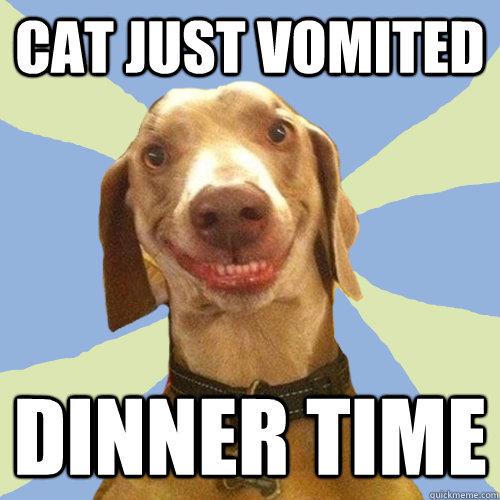 Cat just vomited Dinner time  Disgusting Doggy