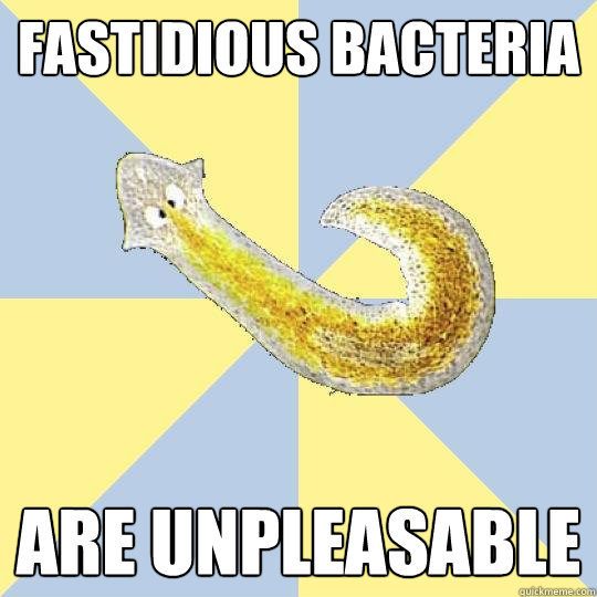 fastidious bacteria are unpleasable  Bio Major Planarian