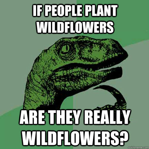 If people plant wildflowers Are they really wildflowers? - If people plant wildflowers Are they really wildflowers?  Philosoraptor