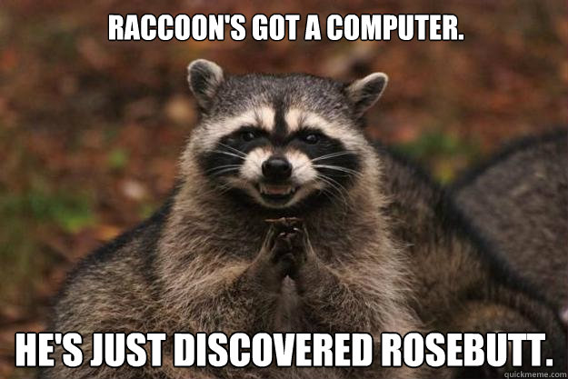 Raccoon's got a computer. He's just discovered rosebutt. - Raccoon's got a computer. He's just discovered rosebutt.  Evil Plotting Raccoon