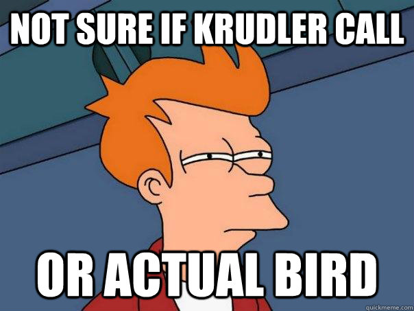 not sure if krudler call or actual bird  Futurama Fry