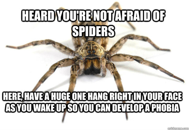 heard you're not afraid of spiders here, have a huge one hang right in your face as you wake up so you can develop a phobia  