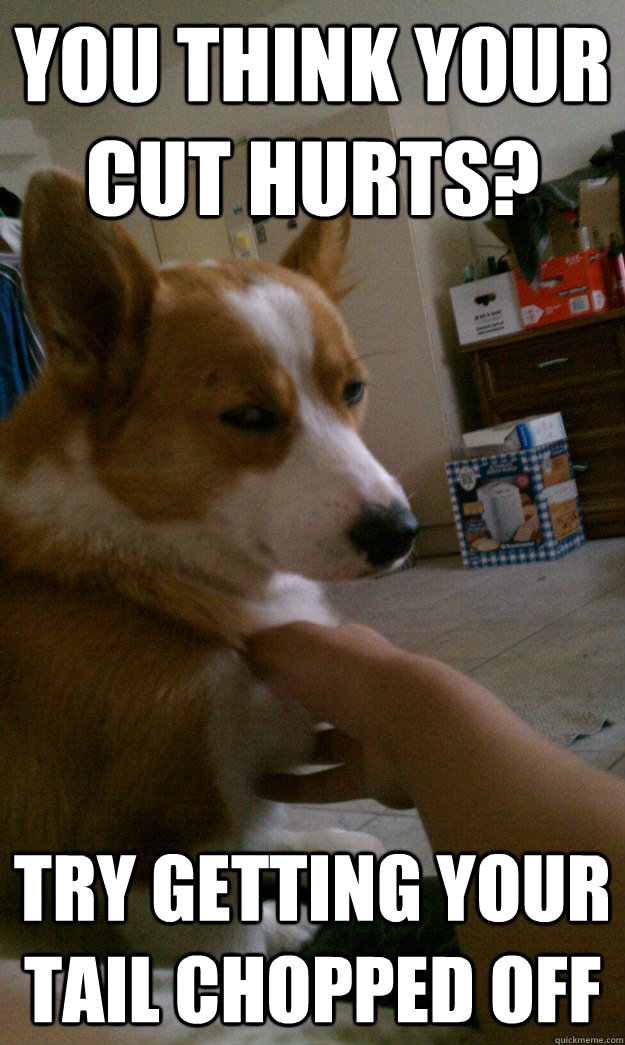 you think your cut hurts? Try getting your tail chopped off - you think your cut hurts? Try getting your tail chopped off  Unimpressed Corgi