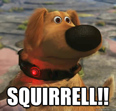  Squirrell!!  