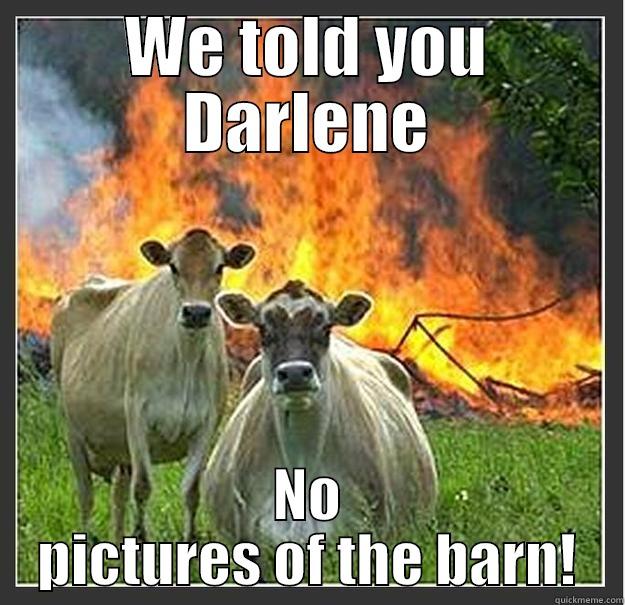 WE TOLD YOU DARLENE NO PICTURES OF THE BARN! Evil cows