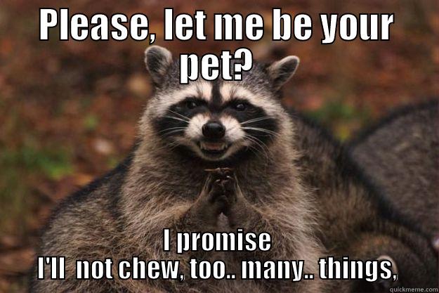 PLEASE, LET ME BE YOUR PET? I PROMISE I'LL  NOT CHEW, TOO.. MANY.. THINGS, Evil Plotting Raccoon