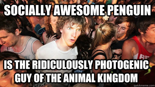 Socially Awesome Penguin is the Ridiculously Photogenic guy of the animal kingdom  Sudden Clarity Clarence