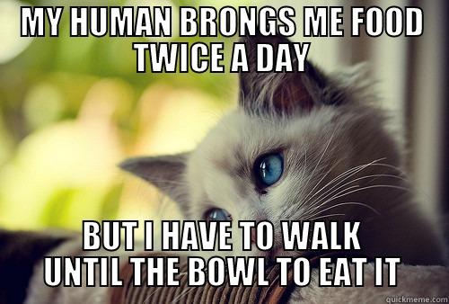 MY HUMAN BRONGS ME FOOD TWICE A DAY BUT I HAVE TO WALK UNTIL THE BOWL TO EAT IT First World Problems Cat