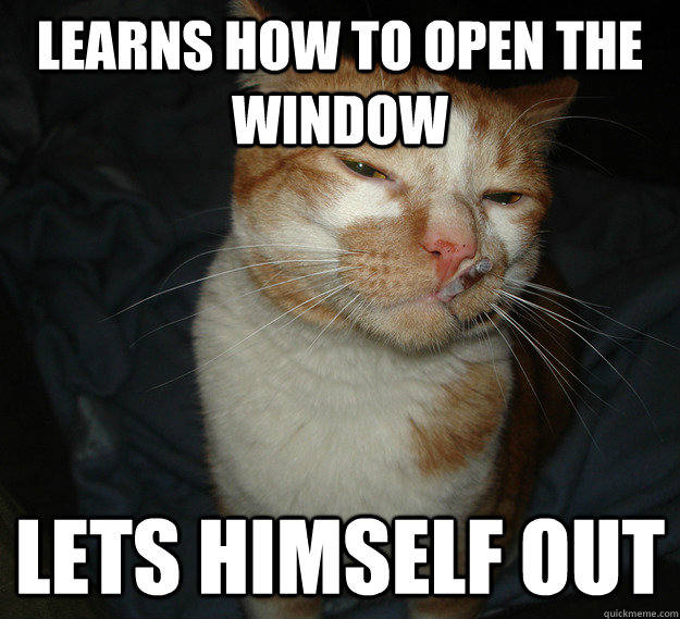 learns how to open the window lets himself out - learns how to open the window lets himself out  Cool Cat Craig