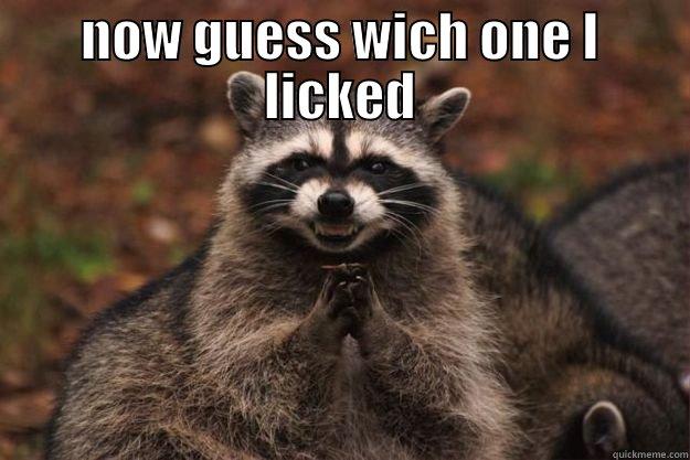 NOW GUESS WICH ONE I LICKED  Evil Plotting Raccoon