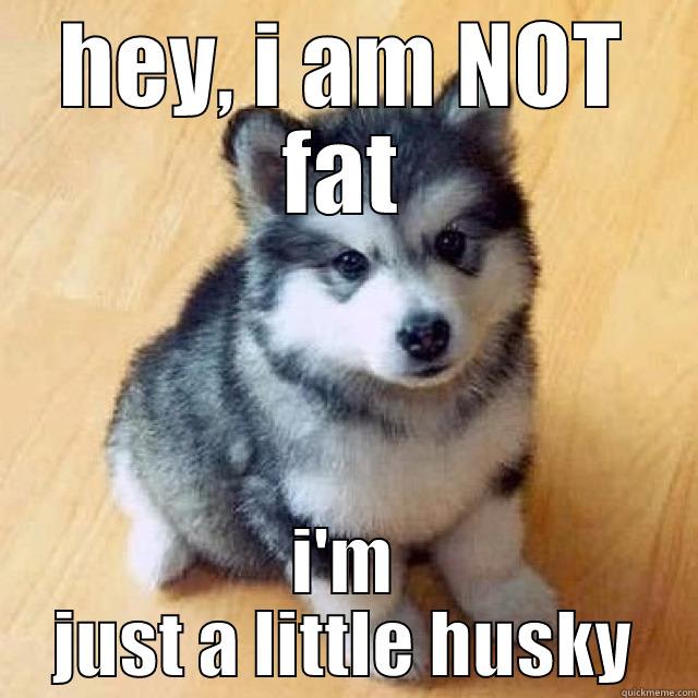 HEY, I AM NOT FAT I'M JUST A LITTLE HUSKY Misc