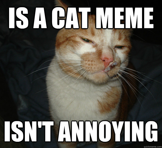 is a cat meme isn't annoying - is a cat meme isn't annoying  Cool Cat Craig