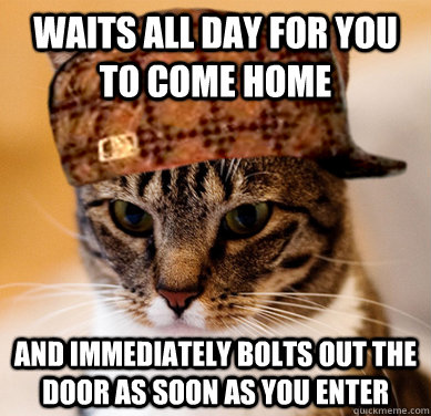 Waits all day for you to come home And immediately bolts out the door as soon as you enter - Waits all day for you to come home And immediately bolts out the door as soon as you enter  Scumbag Cat