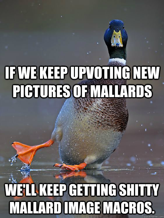 If we keep upvoting new pictures of Mallards We'll keep getting shitty Mallard image macros. - If we keep upvoting new pictures of Mallards We'll keep getting shitty Mallard image macros.  Slippery Slope Mallard