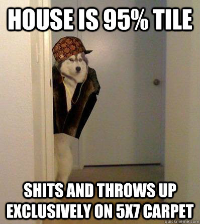 HOUSE IS 95% TILE SHITS AND THROWS UP EXCLUSIVELY ON 5X7 CARPET  Scumbag dog