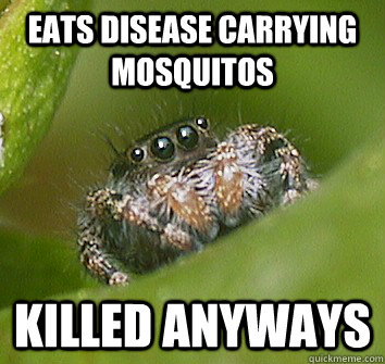 Eats disease carrying mosquitos killed anyways  Misunderstood Spider