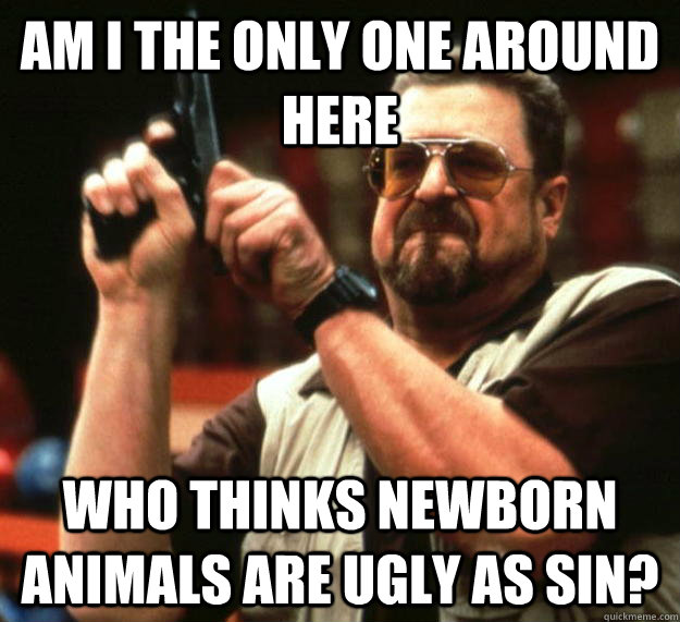 am I the only one around here Who thinks newborn animals are ugly as sin?  Angry Walter