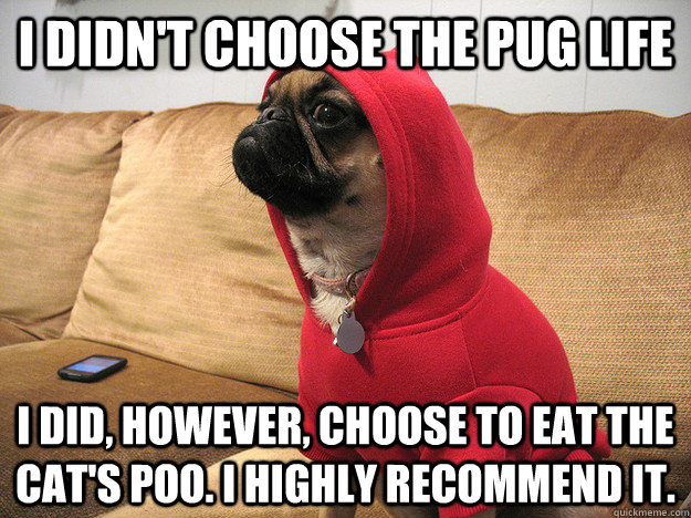 I didn't choose the pug life I did, however, choose to eat the cat's poo. I highly recommend it.  Thug Dog